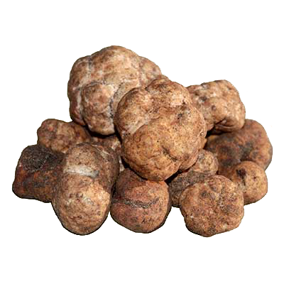 Bianchetto Fresco (tuber borchii) - Sulpizio Tartufi